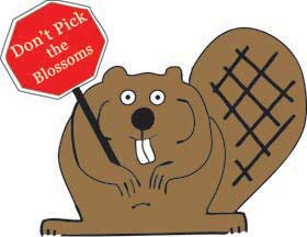 NPS Beaver says: Please do not pick the blossoms