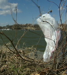 A plastic bag stuck in a tree branch overlooking the Anacostia River