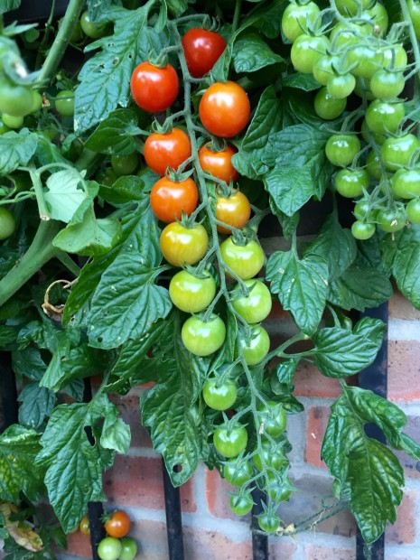 tomato vine showing varying stages of ripeness