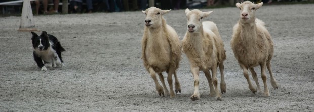 sheep herding demonstration
