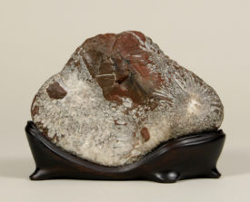 Chrysanthemum Stone – “Kikuyama” - Photo Credit: Courtesy of U.S. Arboretum